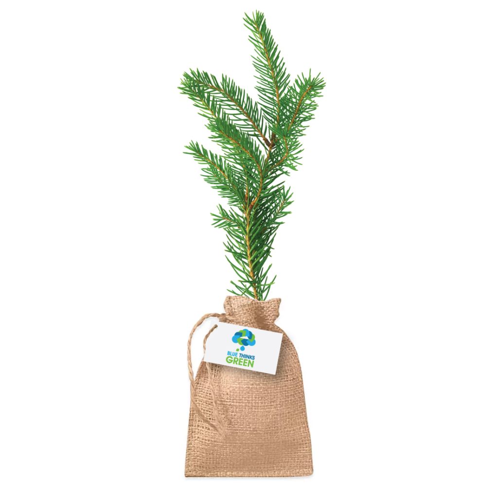 norway-spruce-seedlings-jay-line